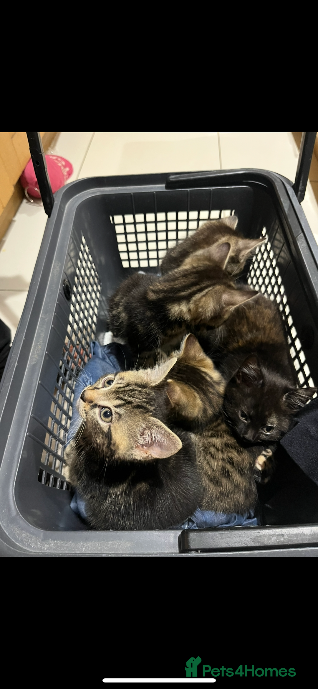 Mixed Breed cats for sale: 5 Adorable Mixed Breed Kittens - Image 39
