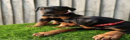 Dobermann dogs for sale: Quality European Dobermann Puppies - 2 Remaining - Advert 6