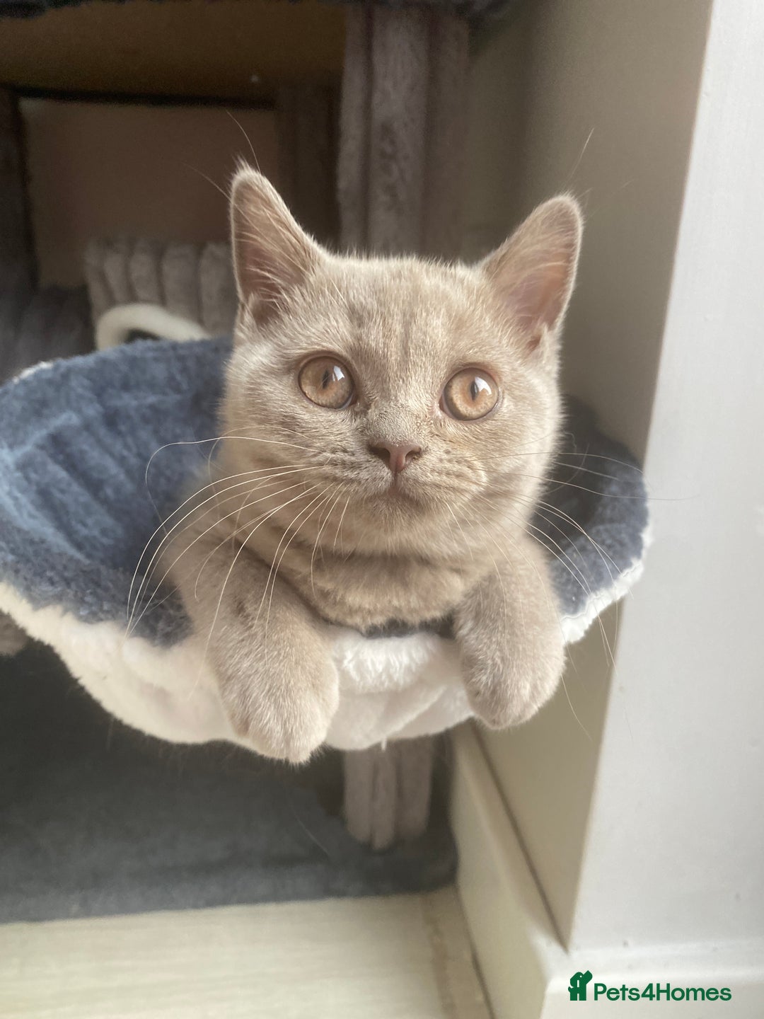 British Shorthair cats for sale: 🐾 TOP QUALLITY LILAC BSH reg GCCF purebred 🐾 - Image 23