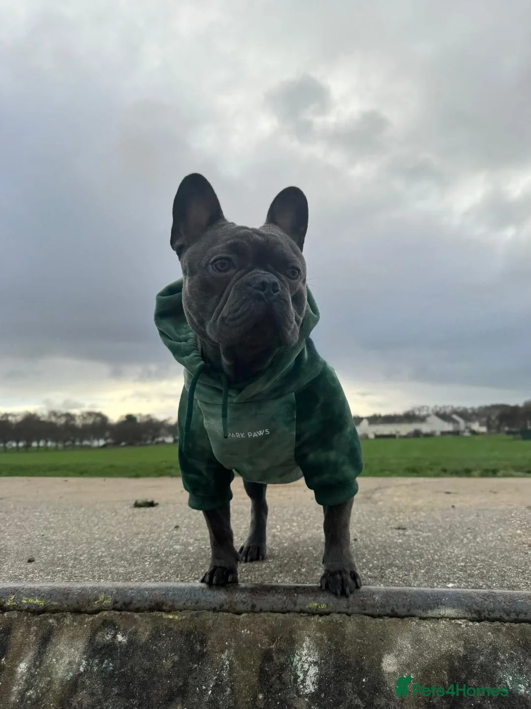 French Bulldog dogs for stud: Blue French Bulldog For Stud  - Advert 3