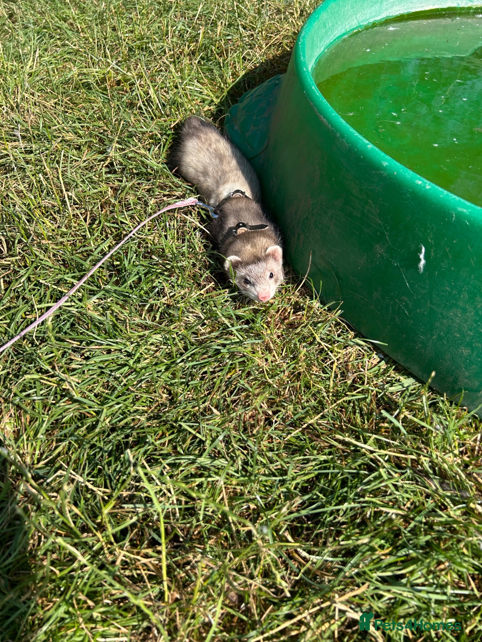 Ferret rodents Mr hobnob - Advert 6