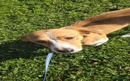 Mixed Breed dogs for adoption: Apricot  - Image 2