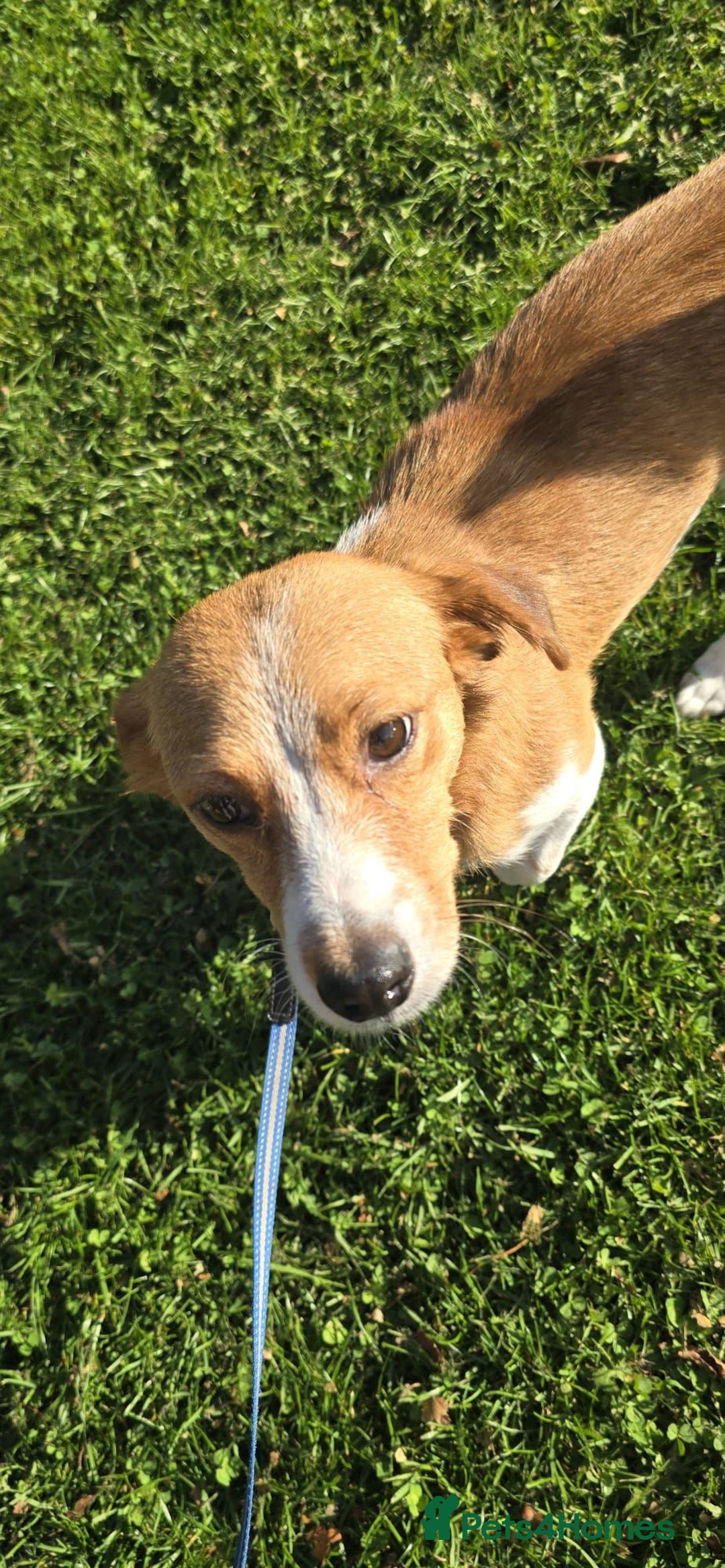 Mixed Breed dogs for adoption: Apricot  - Image 2