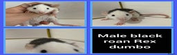 Rat rodents for sale: Adorable Dumbo Baby Rats ❤️ - Advert 22