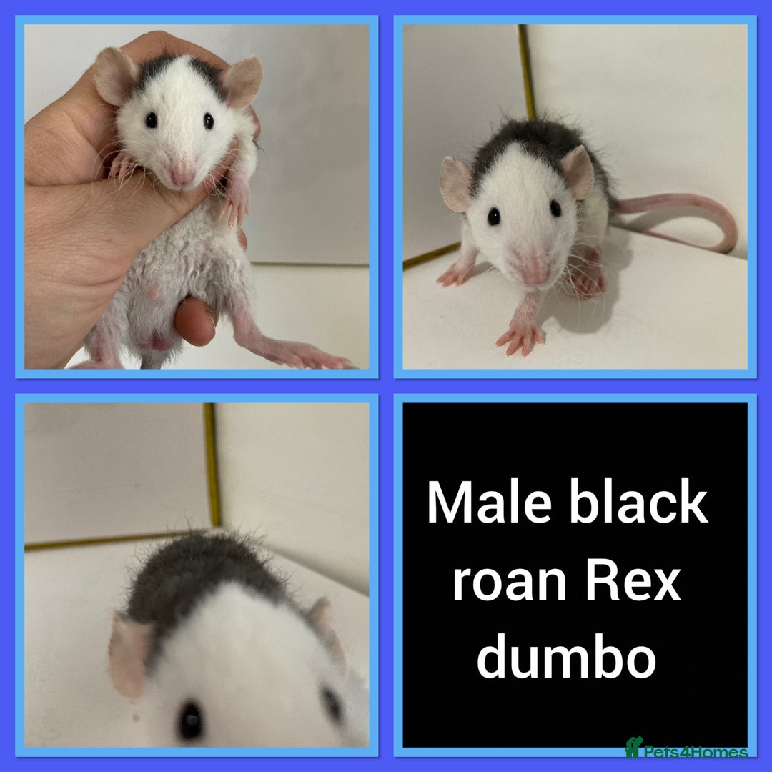 Rat rodents for sale: Adorable Dumbo Baby Rats ❤️ - Image 22