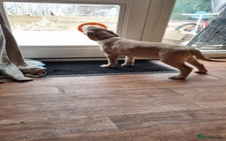 Goldador dogs for sale: Maggie 1 yr old labrador x golden retriever - Image 3