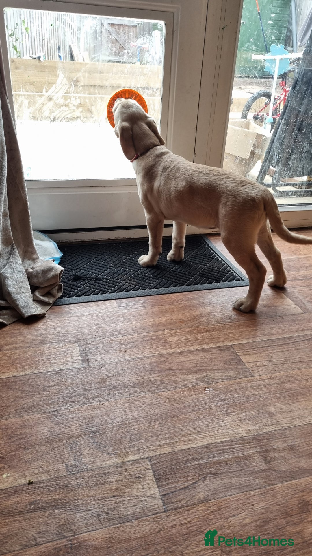 Goldador dogs for sale: Maggie 1 yr old labrador x golden retriever - Image 3