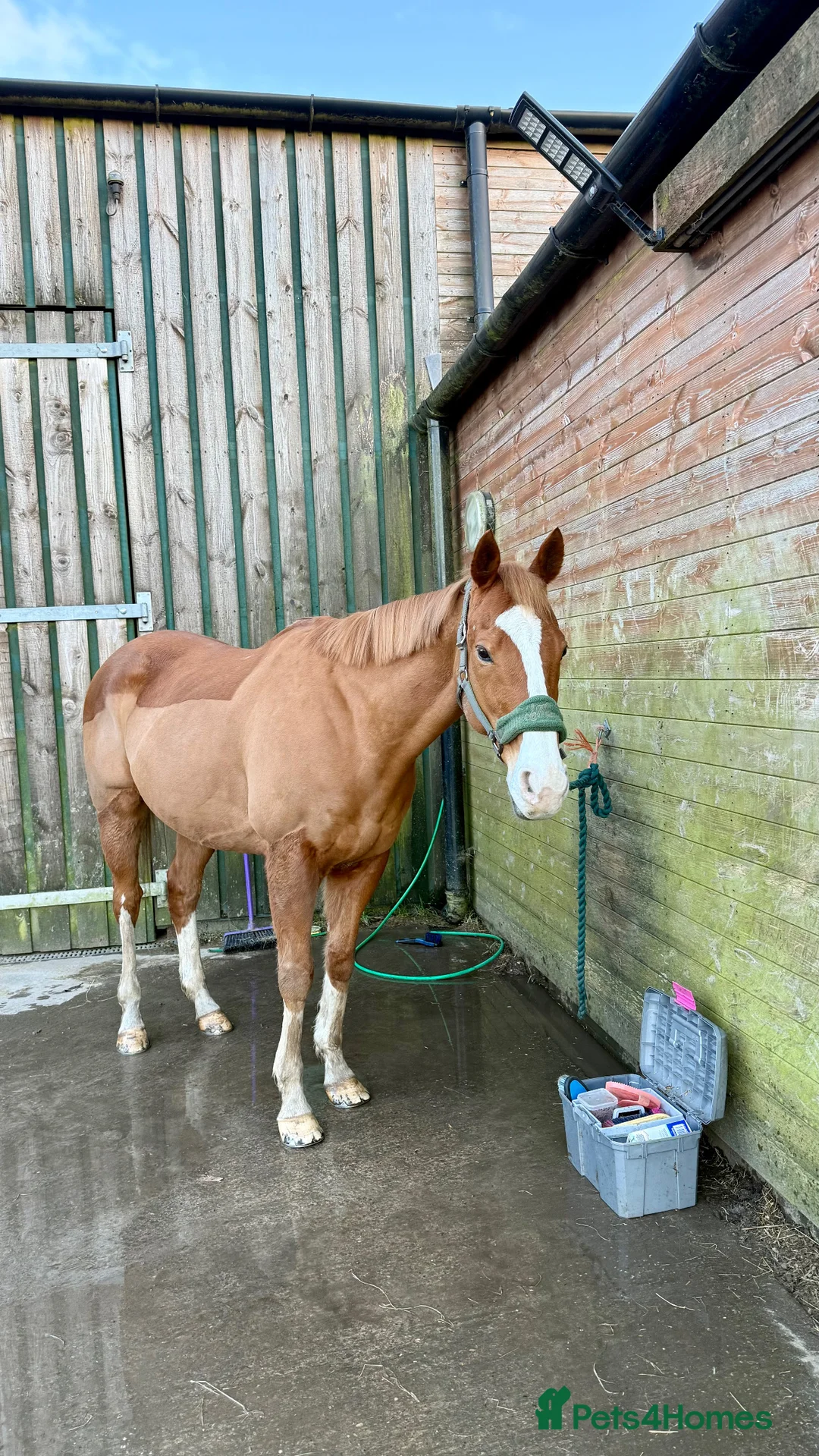 English Thoroughbred horses for sale: 15.3 tb gelding   - Advert 2