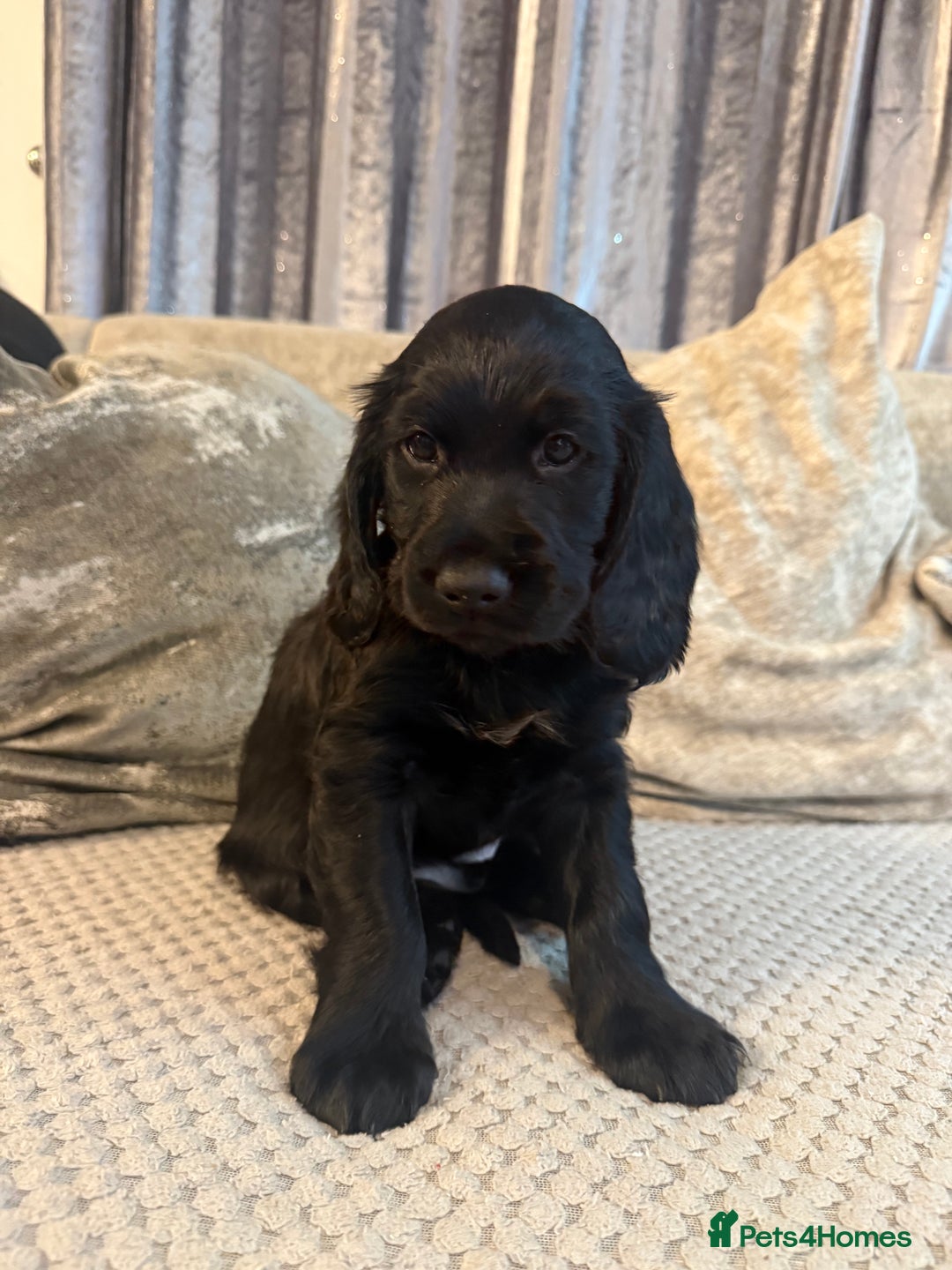 Cocker Spaniel dogs for sale: Cocker spaniel (working) - Advert 9