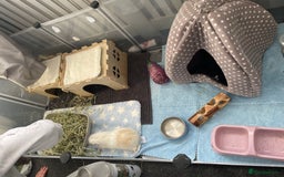 Guinea Pig rodents for sale: Two beautiful & very friendly female Guinea Pigs - Image 15
