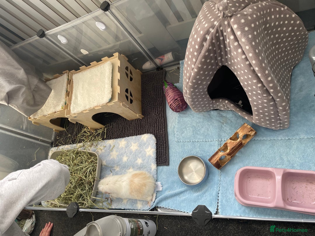 Guinea Pig rodents for sale: Two beautiful & very friendly female Guinea Pigs - Image 15