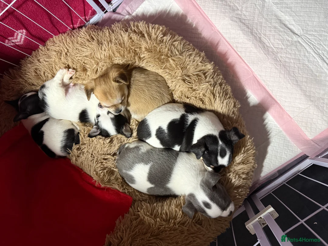 Chihuahua dogs for sale: Gorgeous little  **  Chihuahua puppies in Blairgowrie - Advert 2