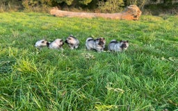 Keeshond dogs for sale: One female available  - Image 9