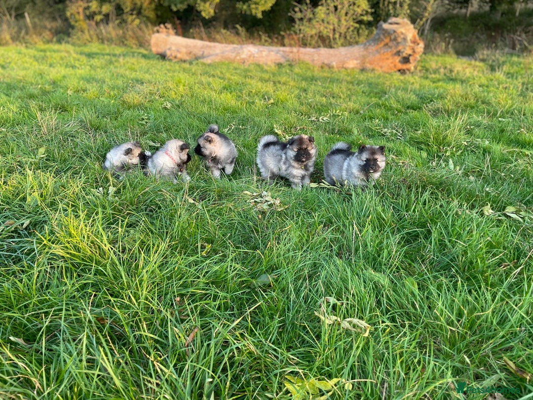 Keeshond dogs for sale: One female available  - Image 9