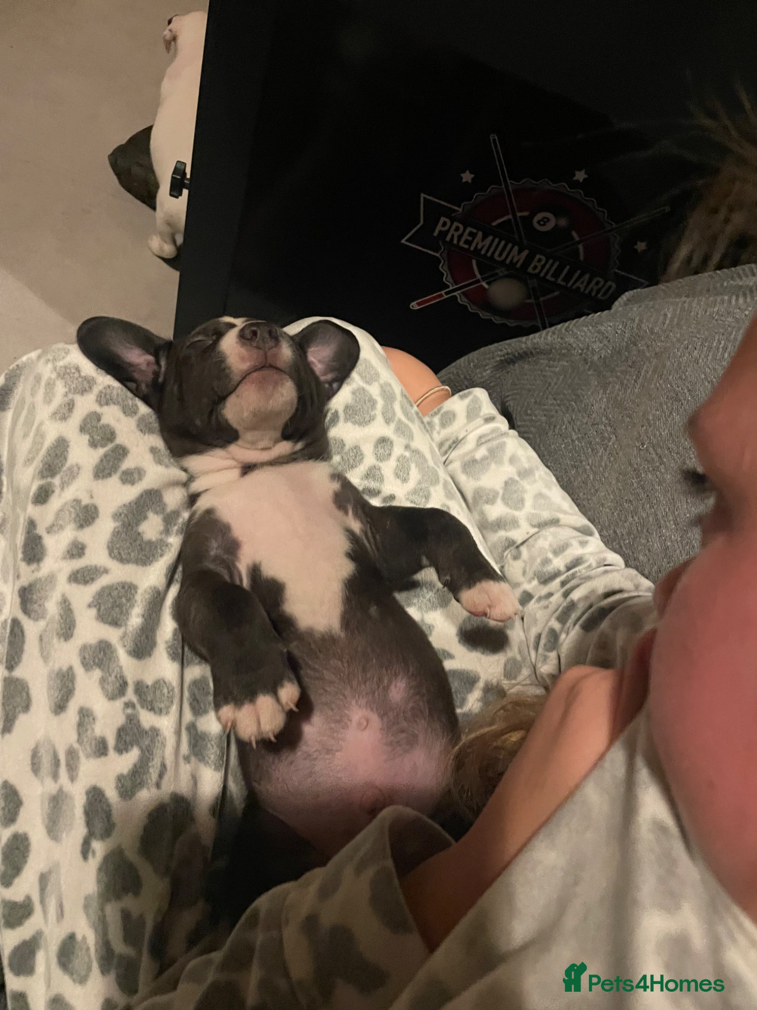 Mixed Breed dogs for sale: Staffy Cross puppies in Wisbech - Advert 4