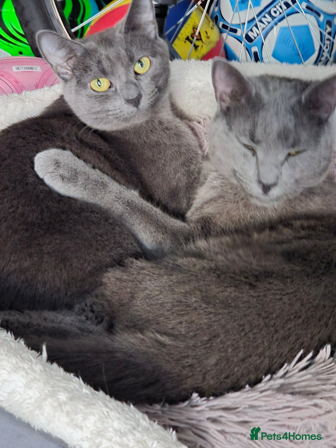 Russian Blue cats for sale: 2 beautiful grey cats - Advert 4