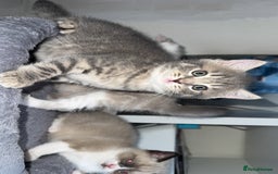 Mixed Breed cats for sale: Beautiful mix breed kittens - Image 17