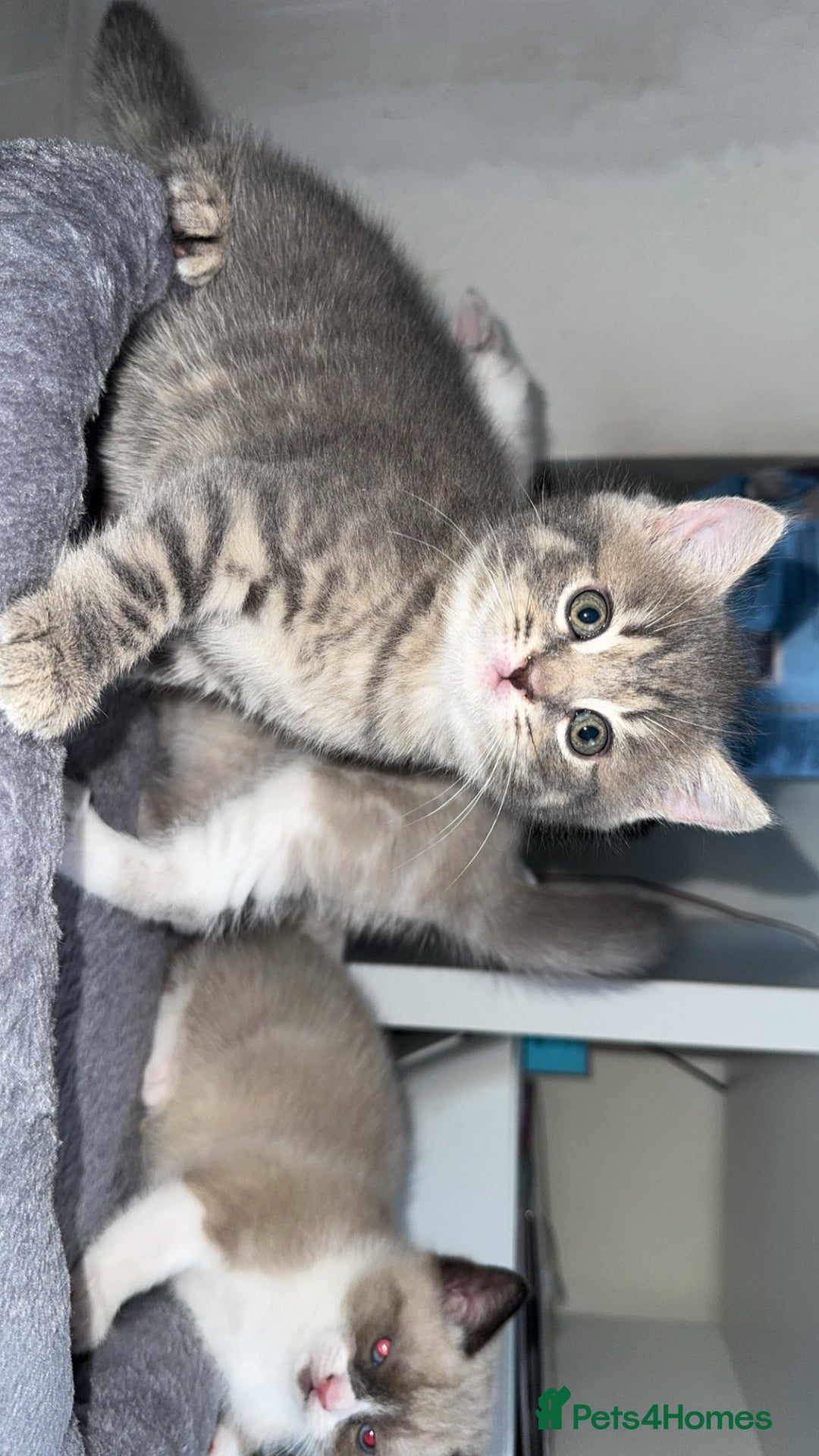 Mixed Breed cats for sale: Beautiful mix breed kittens - Image 17