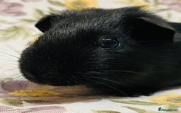 Guinea Pig rodents for sale: Beautiful mix of baby male Guineapigs  - Advert 16