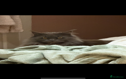 Maine Coon cats for sale: 3 year old Maine coon - Image 2