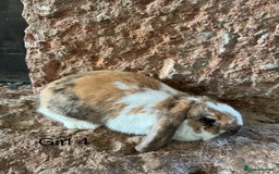 Mini Lop rabbits for sale: Pure mini lop rabbits - Image 4