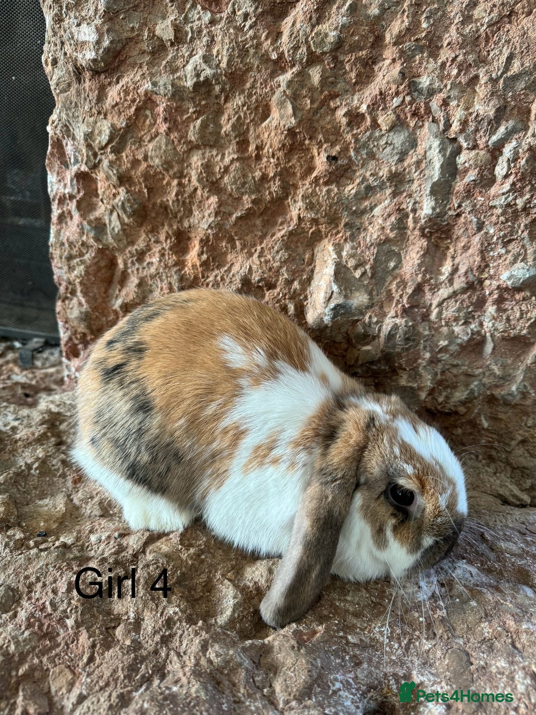 Mini Lop rabbits for sale: Pure mini lop rabbits - Image 4
