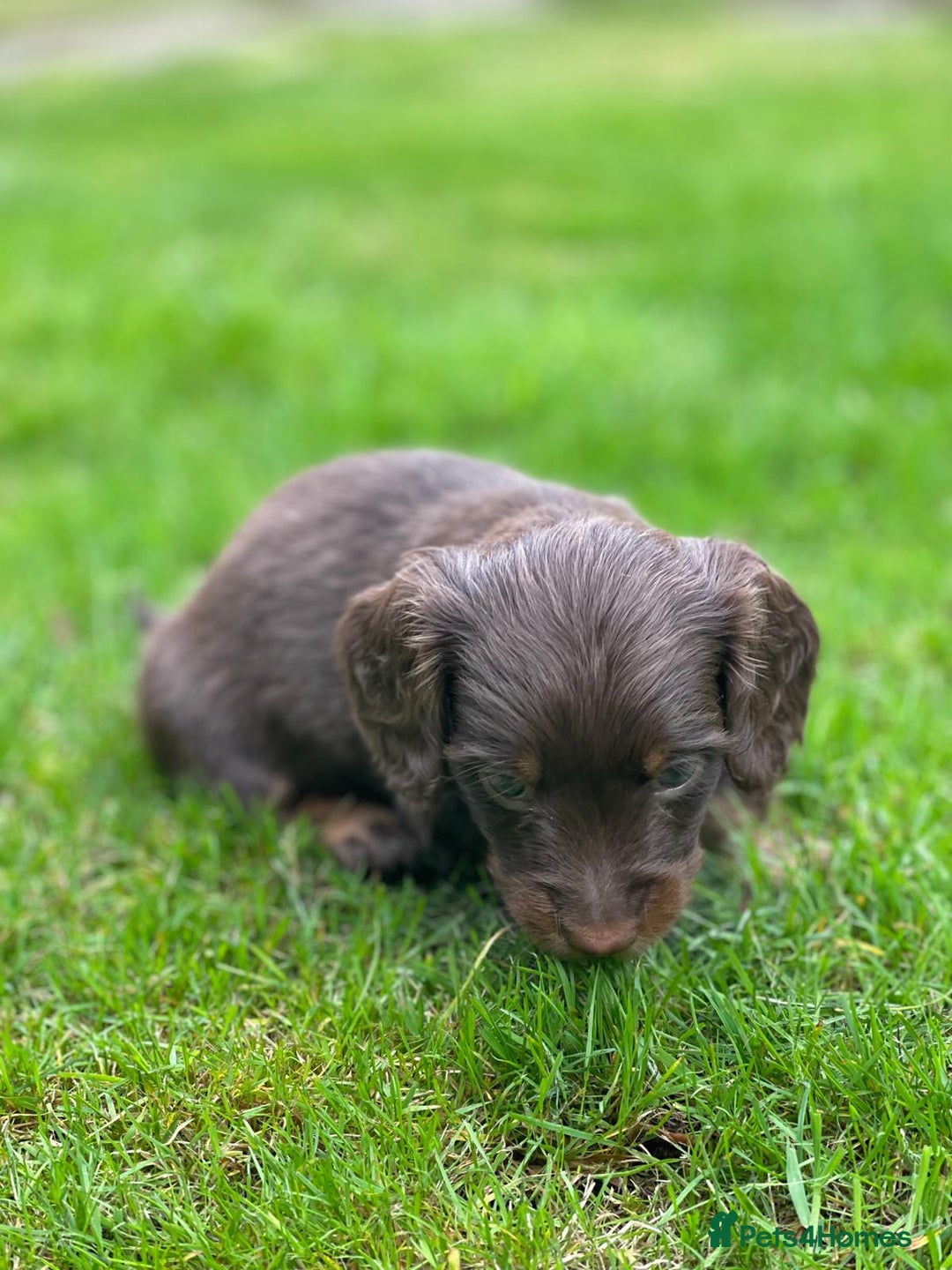 Miniature Dachshund dogs for sale: Kc Reg Long Haired Miniture Dachshund Puppies - Image 28