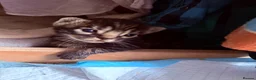 Bengal cats for sale: Bengal Kittens for sale in Haddington - Advert 14
