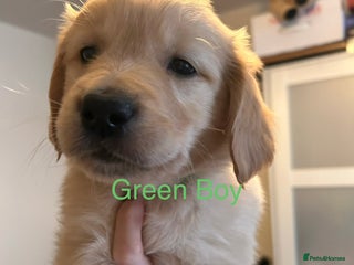 Golden Retriever dogs Beautiful KC Reg Golden Retriever - Advert 4