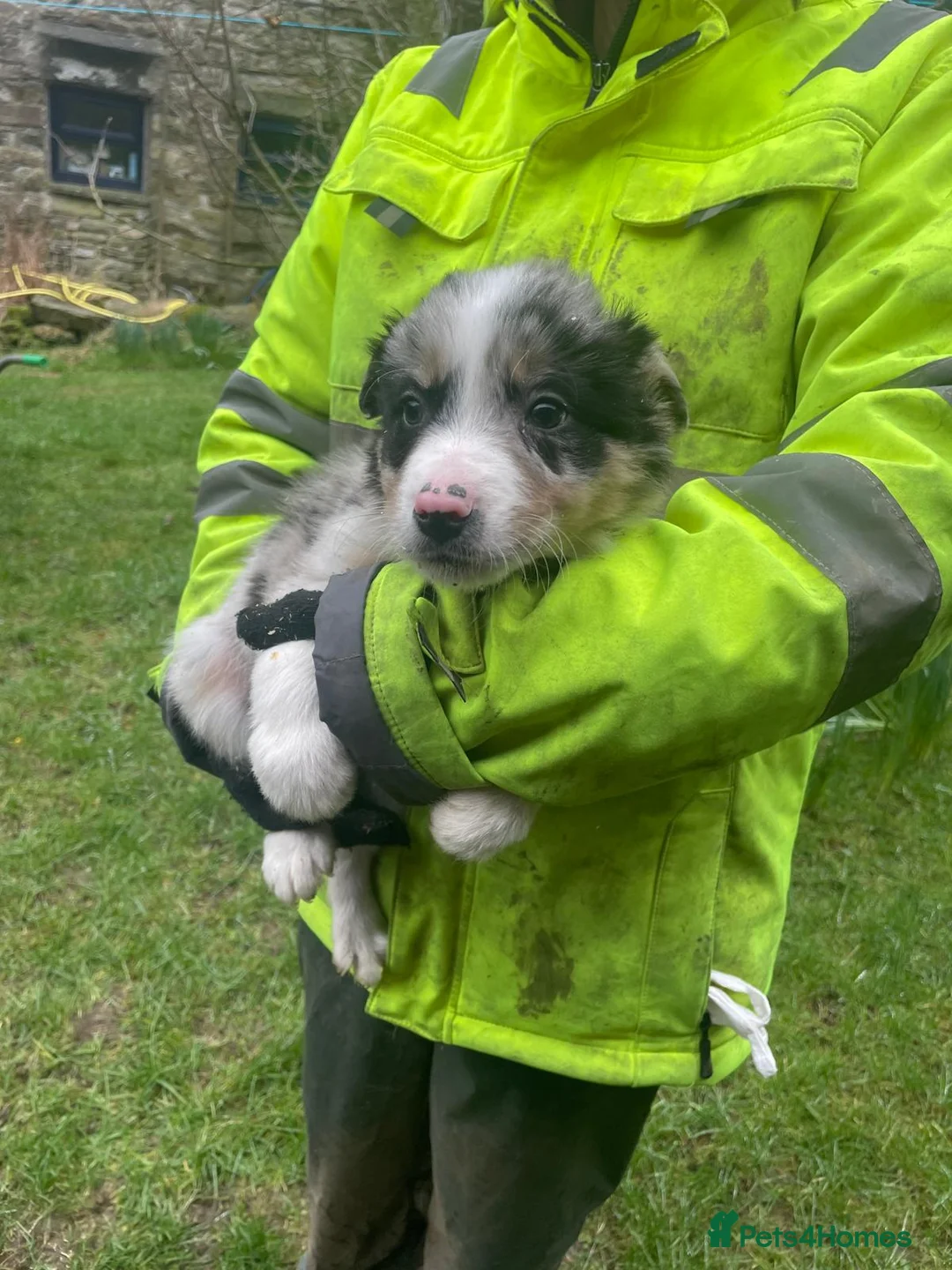 Border Collie dogs for sale: Sweet collie puppy’s  - Advert 16