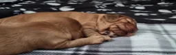 Cocker Spaniel dogs for sale: 🐾 Show Type Cocker Spaniel Boys – 2 Available - Advert 11