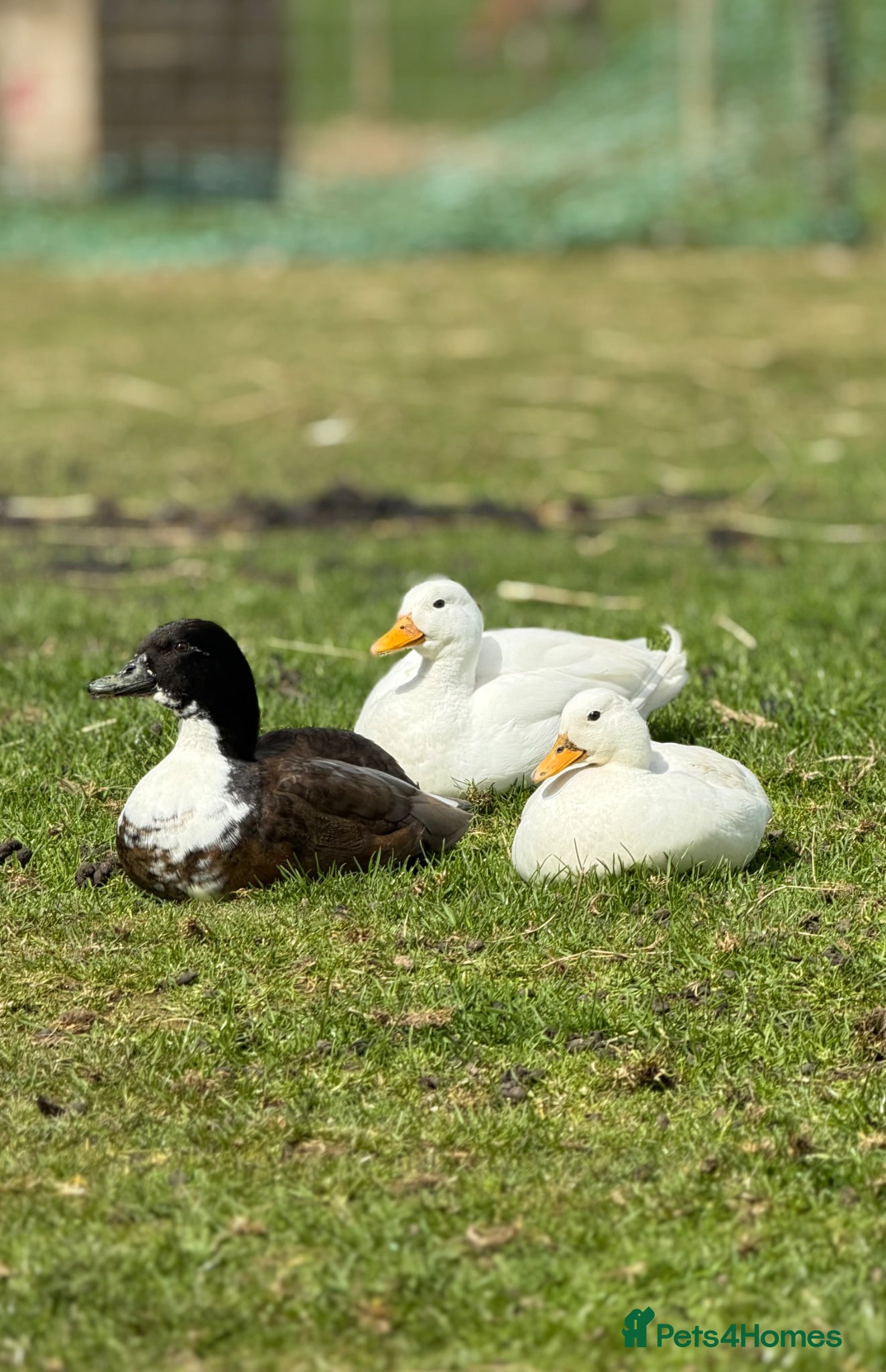 Ducks poultry 2 male call ducks  - Advert 14