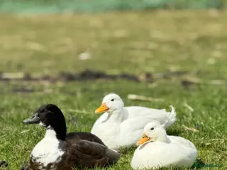 Ducks poultry 2 male call ducks - Advert 6