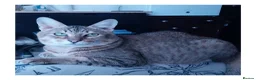 Savannah cats for sale: Archie - Advert 4