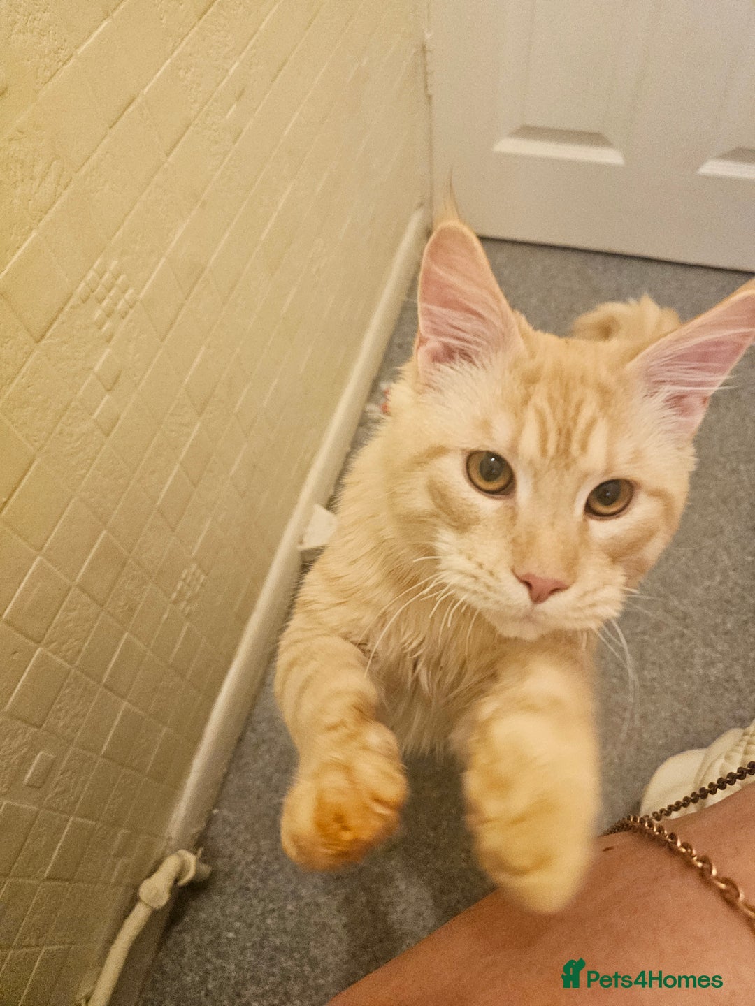 Maine Coon cats for sale: Maine coon kittens 3/4  - Image 9