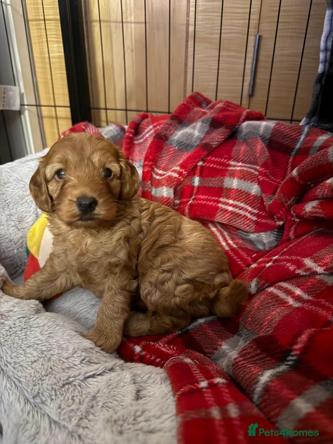 Cockapoo dogs for sale: F1 B cockapoo Puppy female  - Advert 9