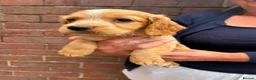 Cocker Spaniel dogs for sale: Working Cocker Spaniels - Advert 14
