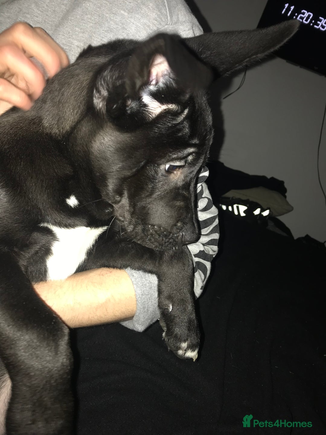 Mixed Breed dogs for sale: Cane corso x American akita cross(READY TO LEAVE) - Advert 3