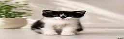 Mixed Breed cats for sale: Black & White Kitten – Ready for a Loving Home - Advert 1