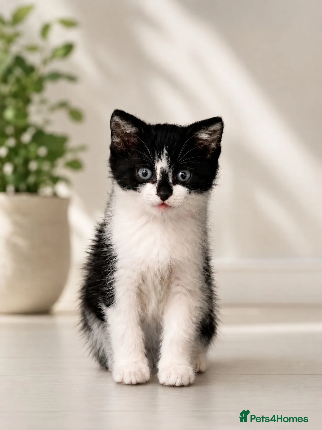 Mixed Breed cats for sale: Black & White Kitten – Ready for a Loving Home - Advert 1