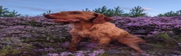 Hungarian Vizsla dogs for sale: Hungarian wirehaired vizsla pups for sale - Advert 9