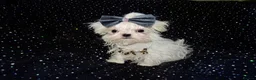 Maltese dogs for sale: ****Exquisite KC Registered Maltese Boy Puppy****  - Advert 15