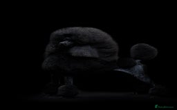 Standard Poodle dogs for sale: Outstanding Standard Poodle Puppies - Image 5