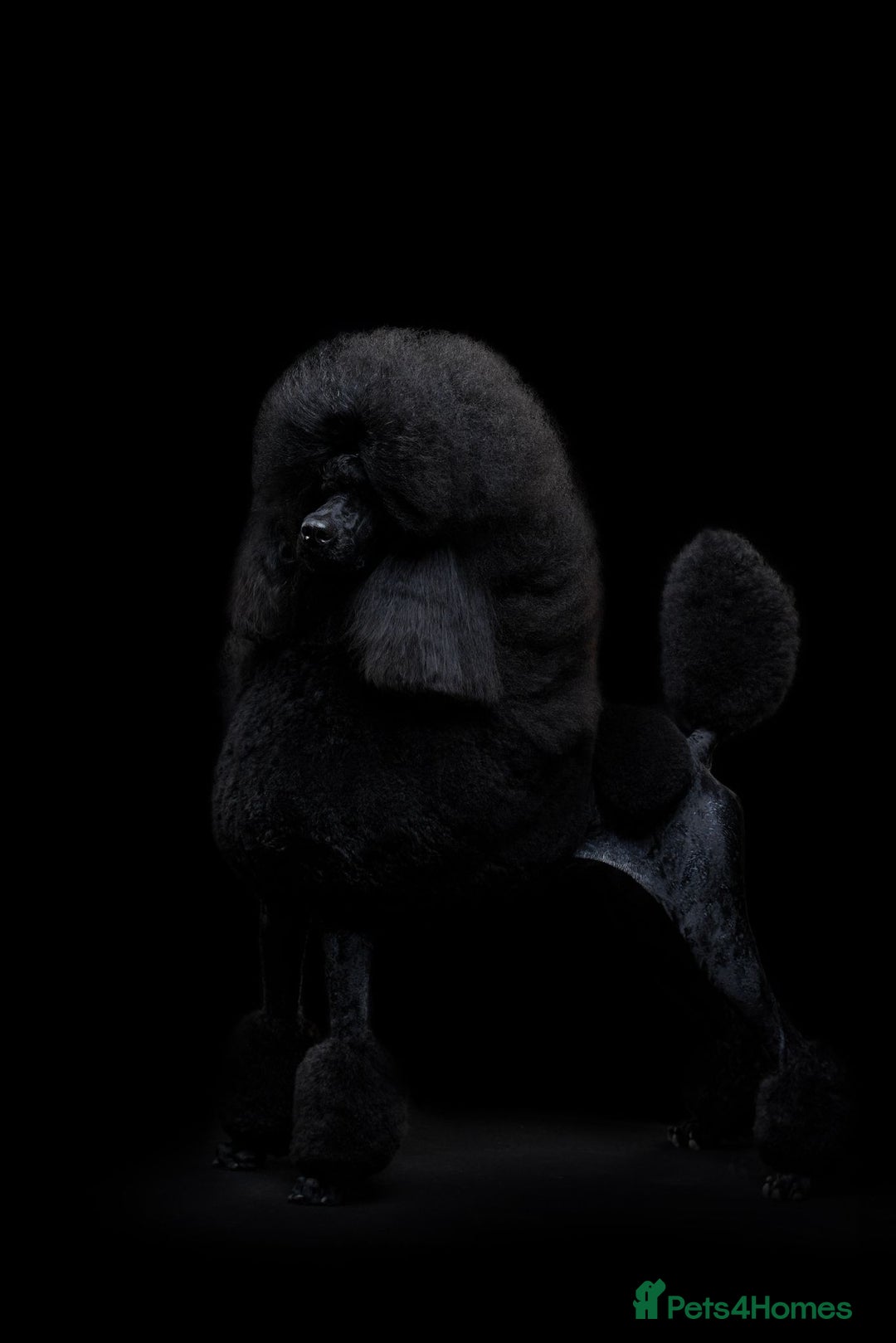 Standard Poodle dogs for sale: Outstanding Standard Poodle Puppies - Image 5