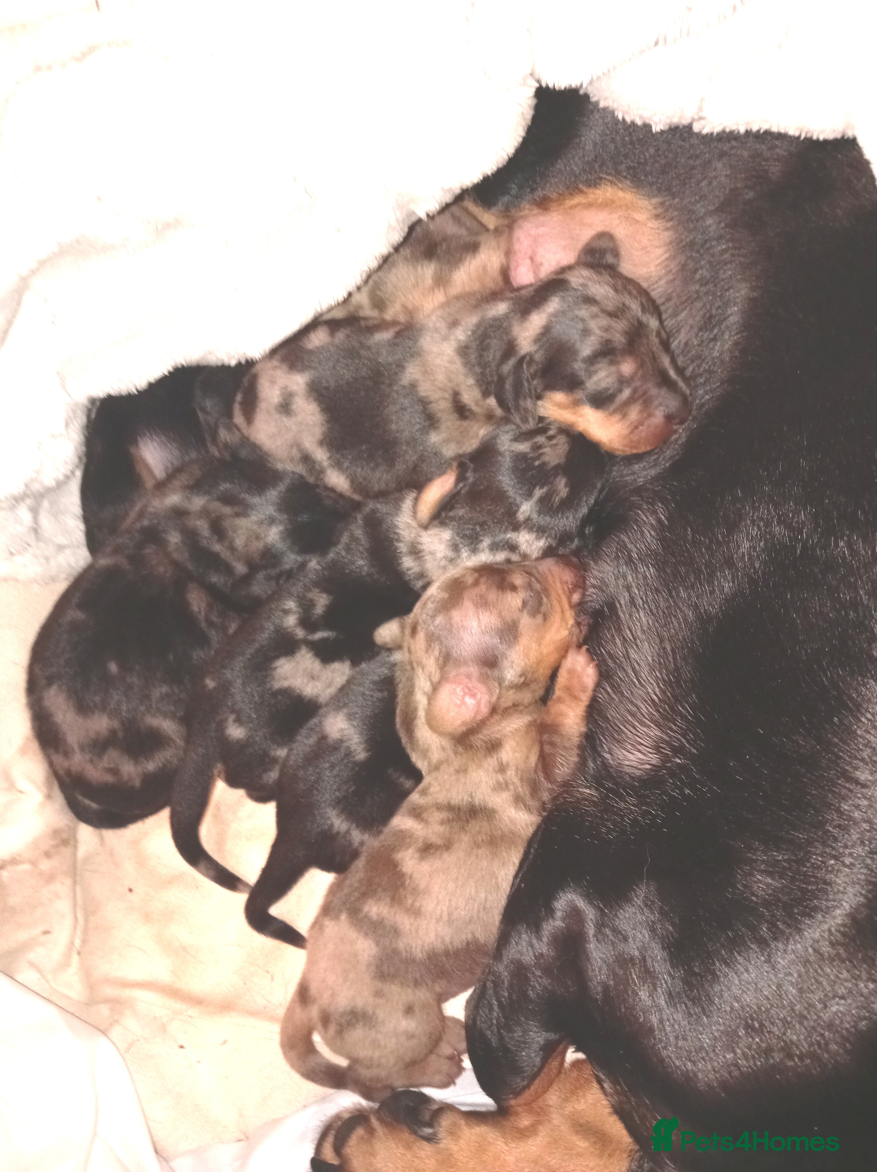 Dachshund dogs Daushund puppies  - Advert 6