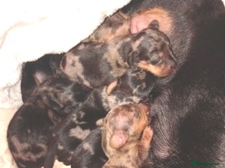 Dachshund dogs Daushund puppies - Advert 10
