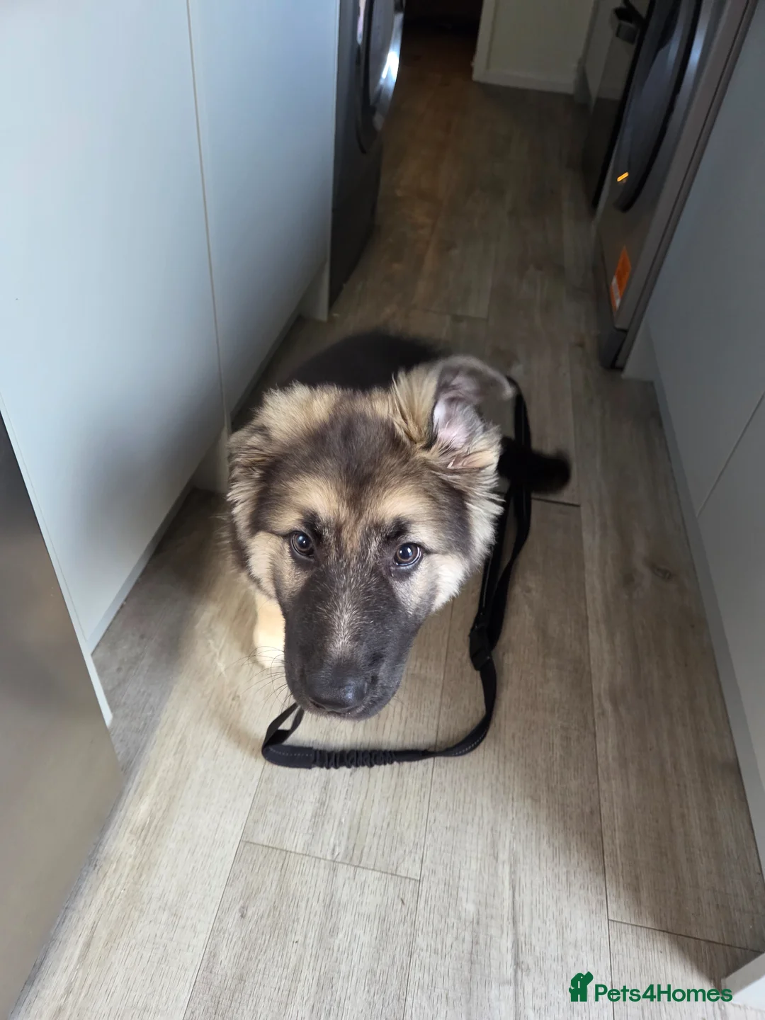 German Shepherd dogs for sale: German Shepherd  in Stockport - Advert 1