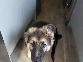 German Shepherd dogs German Shepherd - Advert 5