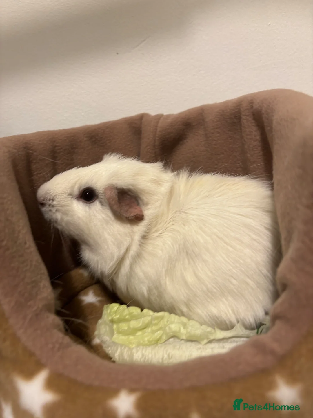 Guinea Pig rodents for sale: Male young guinea pig for free  - Advert 1