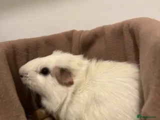 Guinea Pig rodents Male young guinea pig for free - Advert 1